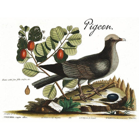 Pigeon Black Modern Wood Framed Art Print by Vintage Apple Collection