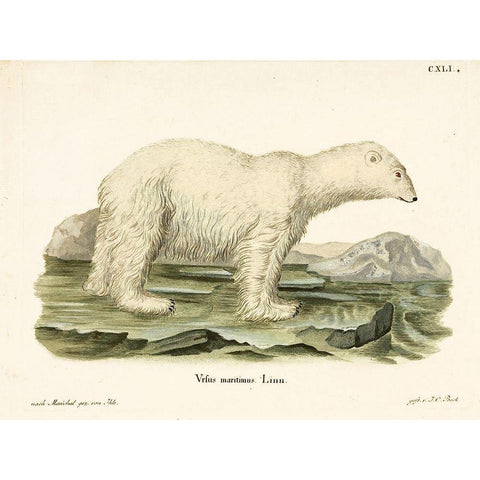 Polar Bear. II Black Modern Wood Framed Art Print with Double Matting by Vintage Apple Collection