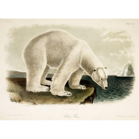 Polar Bear White Modern Wood Framed Art Print by Vintage Apple Collection
