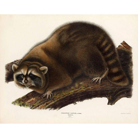 Raccoon Black Modern Wood Framed Art Print with Double Matting by Vintage Apple Collection