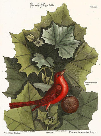 Red Bird Black Ornate Wood Framed Art Print with Double Matting by Vintage Apple Collection