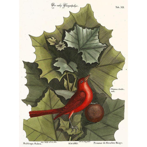 Red Bird Black Modern Wood Framed Art Print by Vintage Apple Collection