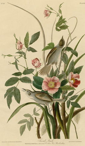 Seaside Finch Black Ornate Wood Framed Art Print with Double Matting by Vintage Apple Collection