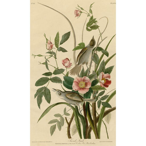 Seaside Finch Gold Ornate Wood Framed Art Print with Double Matting by Vintage Apple Collection