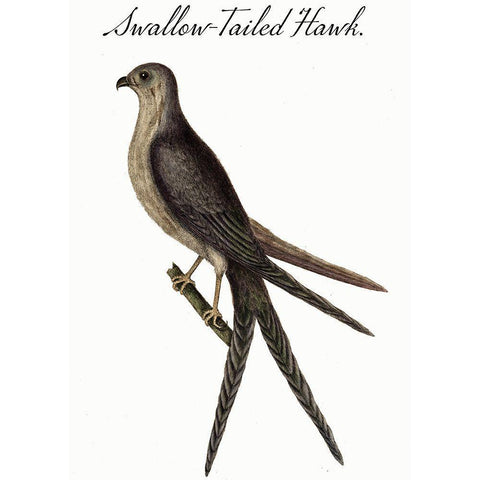 Swallow Tailed Hawk Black Modern Wood Framed Art Print by Vintage Apple Collection