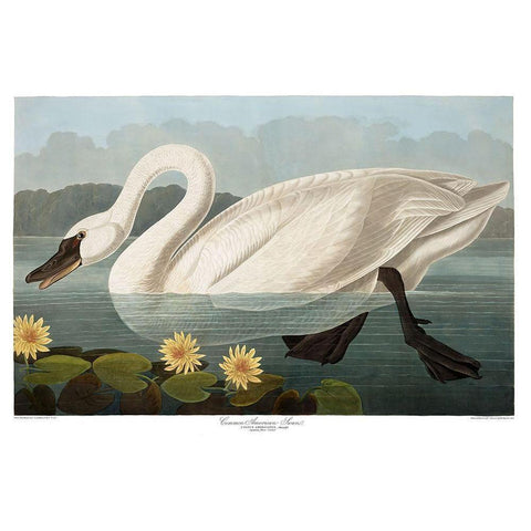 Swan Gold Ornate Wood Framed Art Print with Double Matting by Vintage Apple Collection