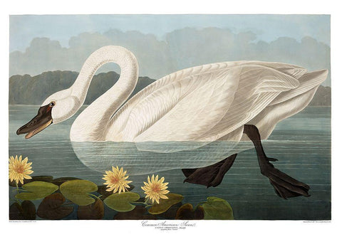 Swan White Modern Wood Framed Art Print with Double Matting by Vintage Apple Collection