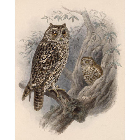 Tree Owls 1902 Gold Ornate Wood Framed Art Print with Double Matting by Vintage Apple Collection