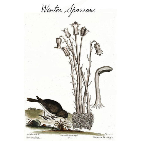 Winter Sparrow Black Modern Wood Framed Art Print with Double Matting by Vintage Apple Collection