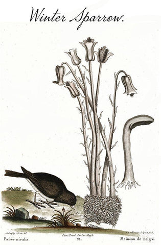 Winter Sparrow White Modern Wood Framed Art Print with Double Matting by Vintage Apple Collection