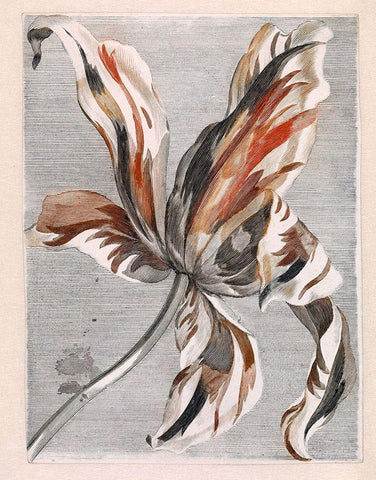 Flowers Five Black Ornate Wood Framed Art Print with Double Matting by Vintage Apple Collection