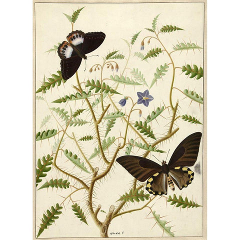 Flowers Twenty Black Modern Wood Framed Art Print by Vintage Apple Collection