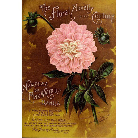 1893 Maule Nymphea Black Modern Wood Framed Art Print with Double Matting by Vintage Apple Collection