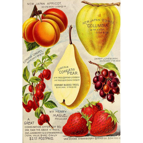 1893 Maule Pear White Modern Wood Framed Art Print by Vintage Apple Collection