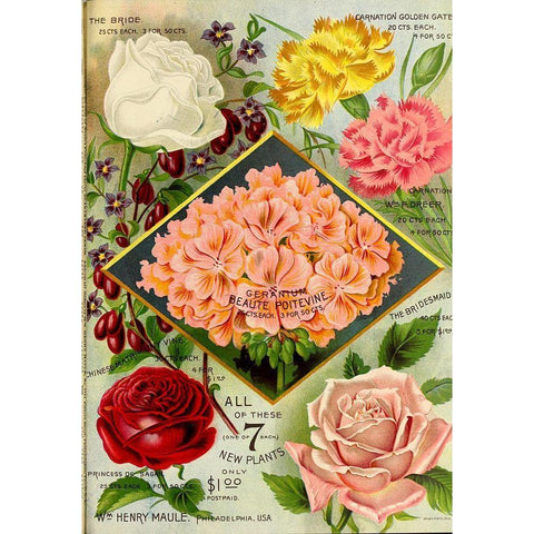 1893 Maules See Geraniums White Modern Wood Framed Art Print by Vintage Apple Collection