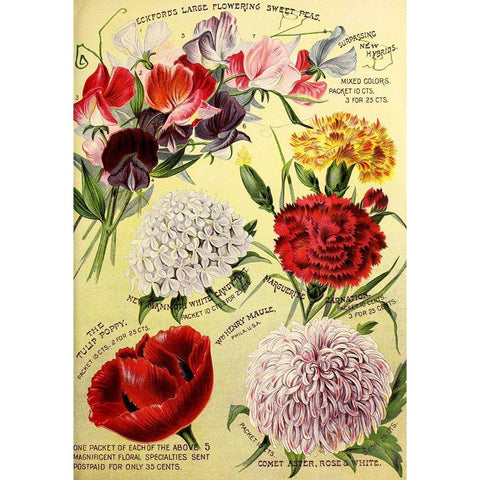 1893 Maules Seed Asters Gold Ornate Wood Framed Art Print with Double Matting by Vintage Apple Collection