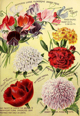 1893 Maules Seed Asters Black Ornate Wood Framed Art Print with Double Matting by Vintage Apple Collection