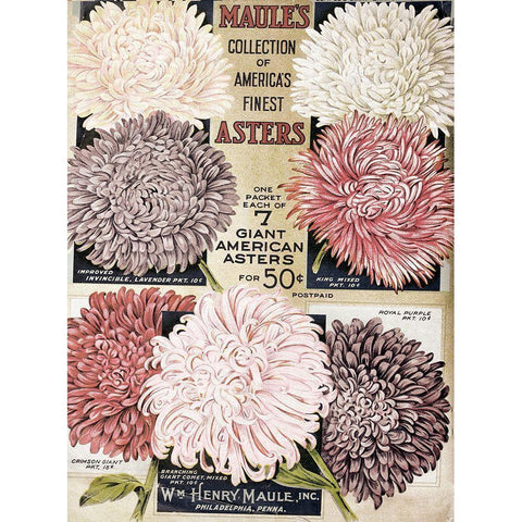 1915 Maules Asters Black Modern Wood Framed Art Print with Double Matting by Vintage Apple Collection