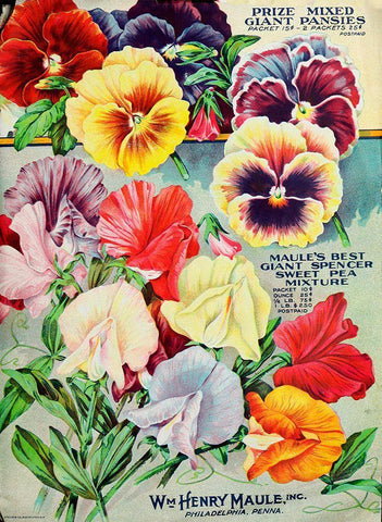 1915 Maule Seeds Pansies White Modern Wood Framed Art Print with Double Matting by Vintage Apple Collection
