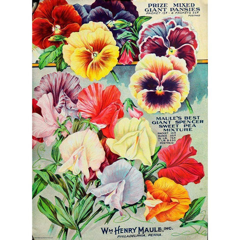 1915 Maule Seeds Pansies Black Modern Wood Framed Art Print by Vintage Apple Collection