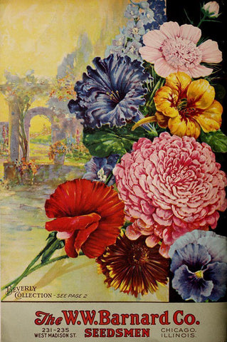 1926 Barnard Asters Black Ornate Wood Framed Art Print with Double Matting by Vintage Apple Collection