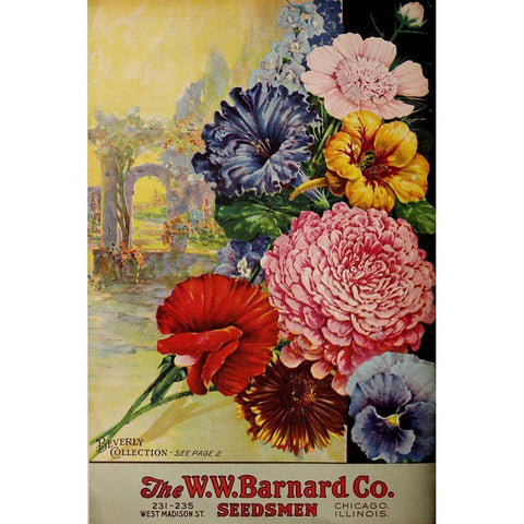 1926 Barnard Asters Black Modern Wood Framed Art Print by Vintage Apple Collection