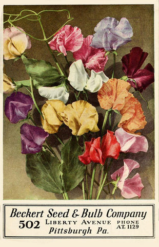 Becket Seed Black Ornate Wood Framed Art Print with Double Matting by Vintage Apple Collection