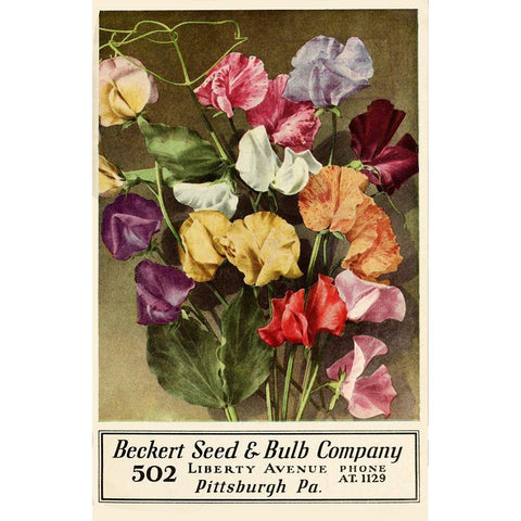 Becket Seed Black Modern Wood Framed Art Print with Double Matting by Vintage Apple Collection