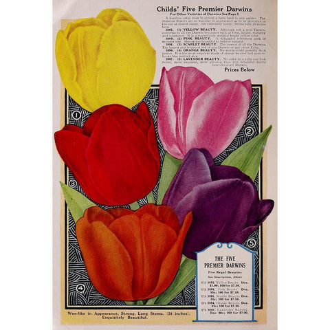 Childs Tulips Black Modern Wood Framed Art Print by Vintage Apple Collection