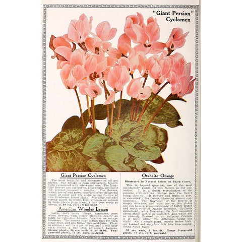 Cyclamen Gold Ornate Wood Framed Art Print with Double Matting by Vintage Apple Collection