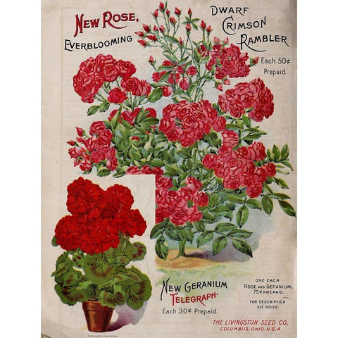 Geraniums Black Modern Wood Framed Art Print with Double Matting by Vintage Apple Collection