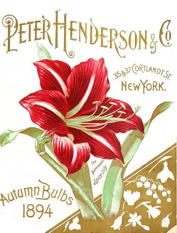 Henderson Amaryllis Black Ornate Wood Framed Art Print with Double Matting by Vintage Apple Collection