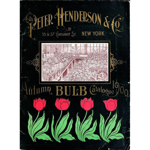 Henderson Tulips Black Modern Wood Framed Art Print by Vintage Apple Collection