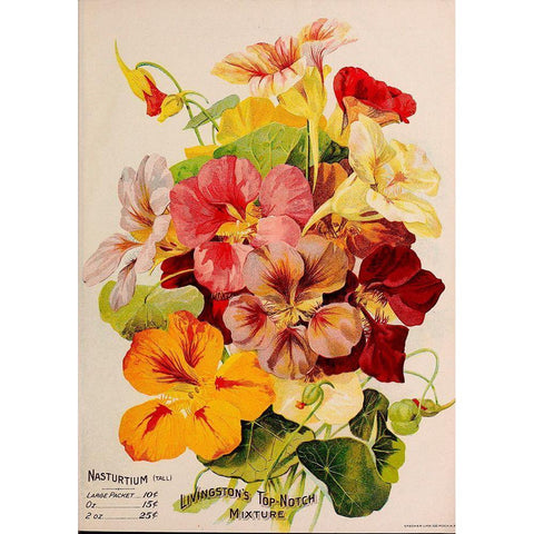 Nasturtium Black Modern Wood Framed Art Print with Double Matting by Vintage Apple Collection