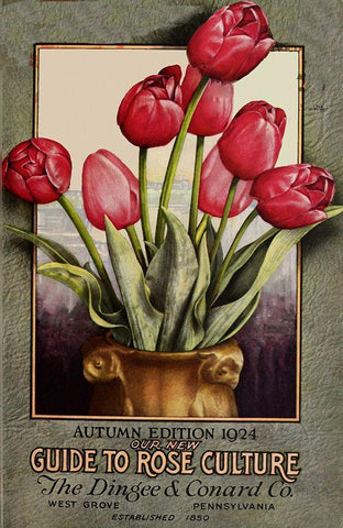 Red Roses White Modern Wood Framed Art Print with Double Matting by Vintage Apple Collection