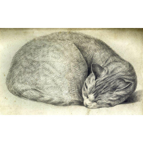 Sleeping Cat White Modern Wood Framed Art Print by Vintage Apple Collection