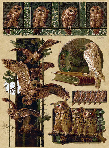 Owls Black Ornate Wood Framed Art Print with Double Matting by Vintage Apple Collection