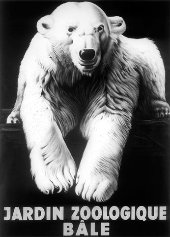 Bale Polar Bear Black Ornate Wood Framed Art Print with Double Matting by Vintage Apple Collection