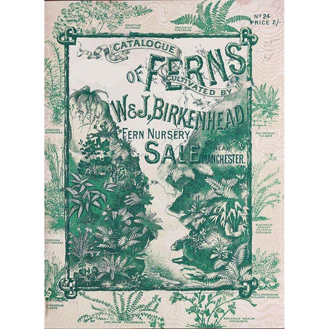 Ferns 1 White Modern Wood Framed Art Print by Vintage Apple Collection