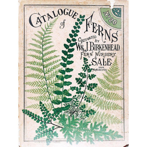 Ferns 2 Gold Ornate Wood Framed Art Print with Double Matting by Vintage Apple Collection