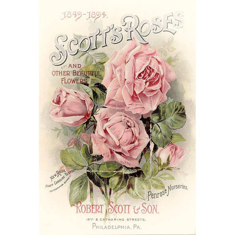 Scotts Roses White Modern Wood Framed Art Print by Vintage Apple Collection