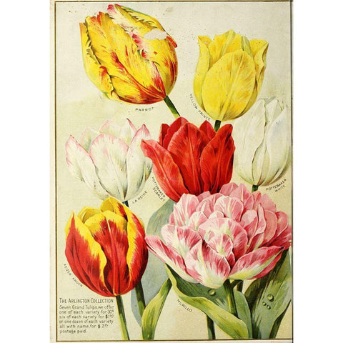 catalogueofautum1900_tulips Black Modern Wood Framed Art Print by Vintage Apple Collection