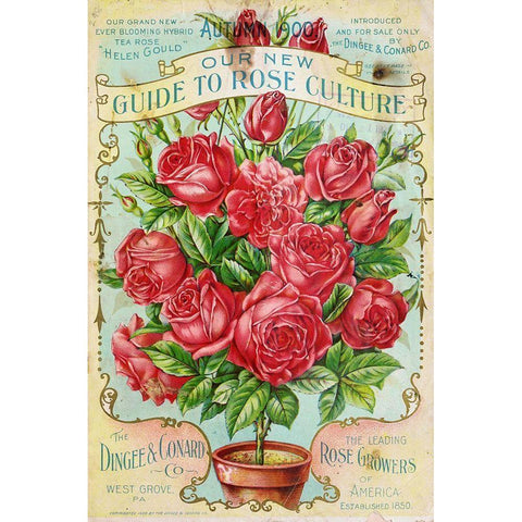 rose_culture Black Modern Wood Framed Art Print with Double Matting by Vintage Apple Collection