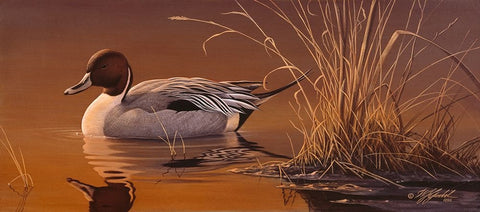 Amber Light - Pintail White Modern Wood Framed Art Print with Double Matting by Goebel, Wilhelm