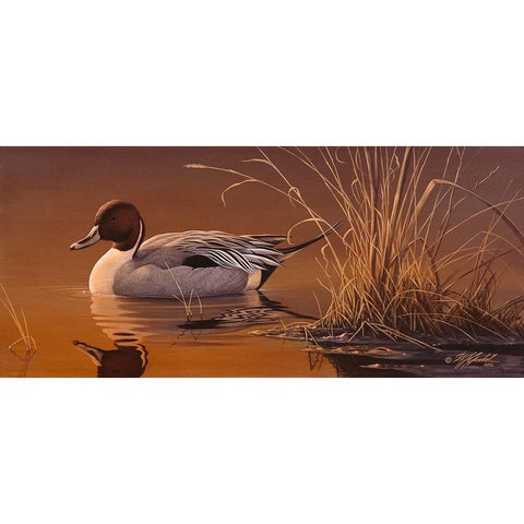 Amber Light - Pintail Black Modern Wood Framed Art Print by Goebel, Wilhelm