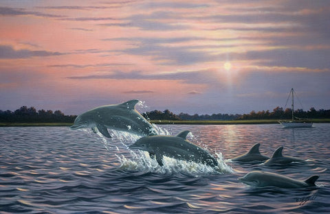 Dolphins White Modern Wood Framed Art Print with Double Matting by Goebel, Wilhelm