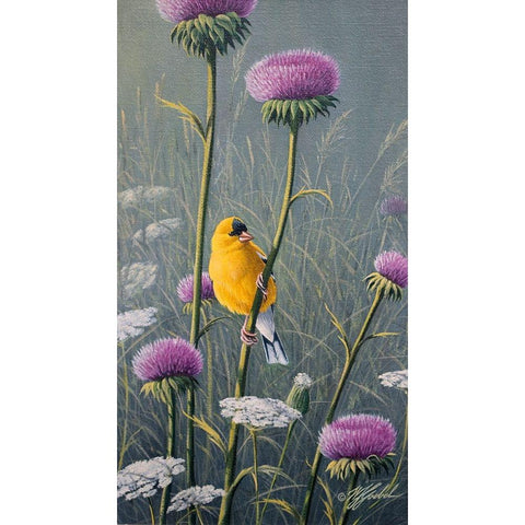 Goldfinch White Modern Wood Framed Art Print by Goebel, Wilhelm