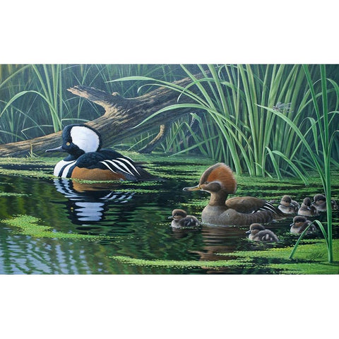 Merganser Black Modern Wood Framed Art Print with Double Matting by Goebel, Wilhelm