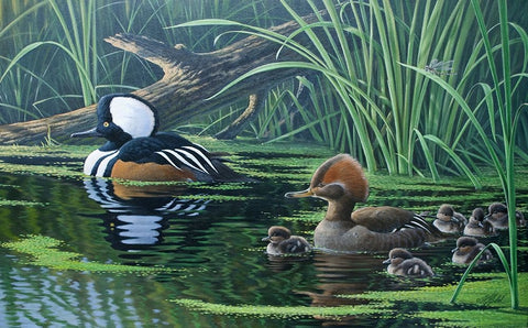 Merganser White Modern Wood Framed Art Print with Double Matting by Goebel, Wilhelm