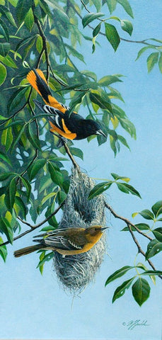 Nesting Orioles Black Ornate Wood Framed Art Print with Double Matting by Goebel, Wilhelm